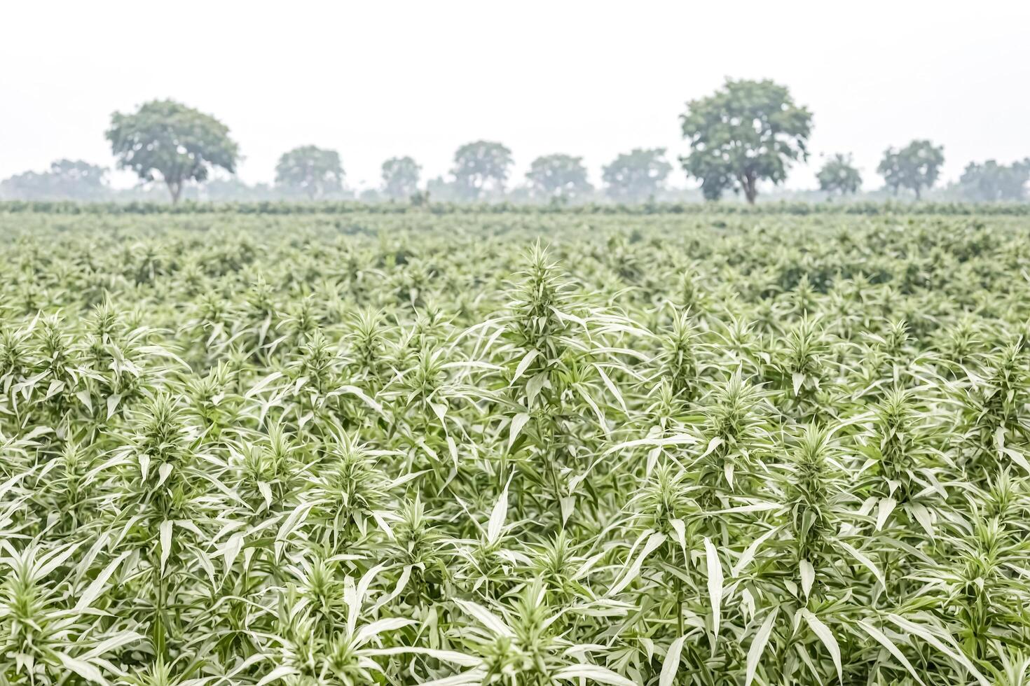Lush Green Hemp Field in Foggy Morning photo