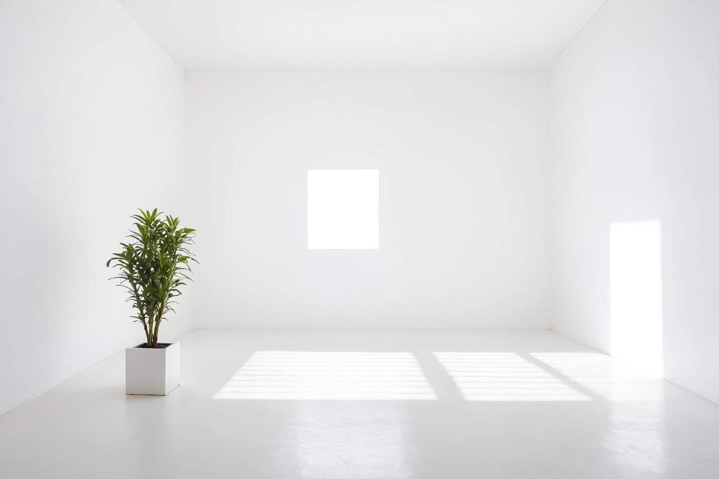 Minimalist White Room with Plant and Sunlight photo