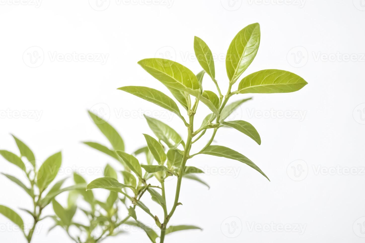 Green Leaf Branch Close Up photo