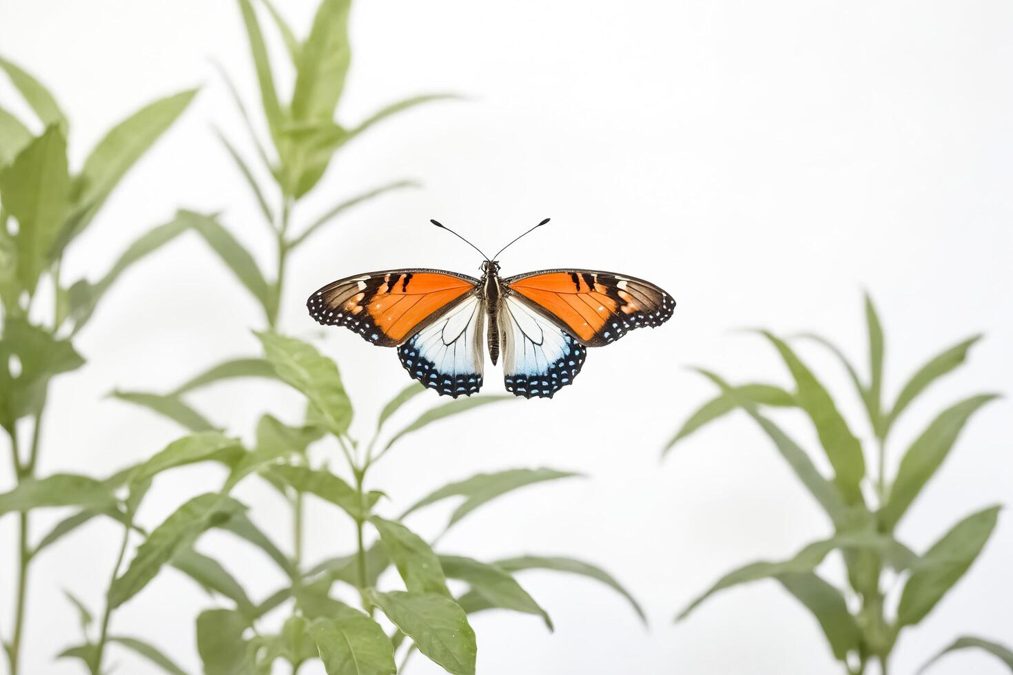 Orange and Blue Butterfly on a White Background with Green Leaves photo