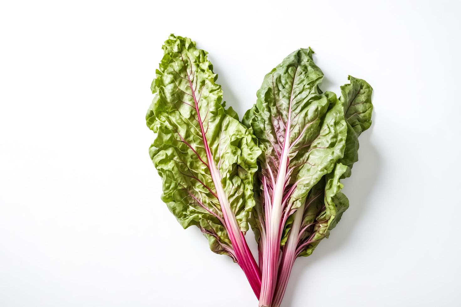 Fresh Swiss Chard on White Background photo