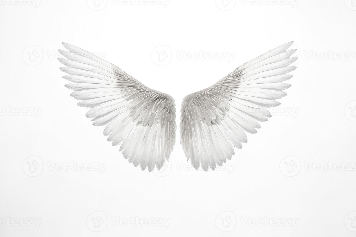White Angel Wings on White Background photo
