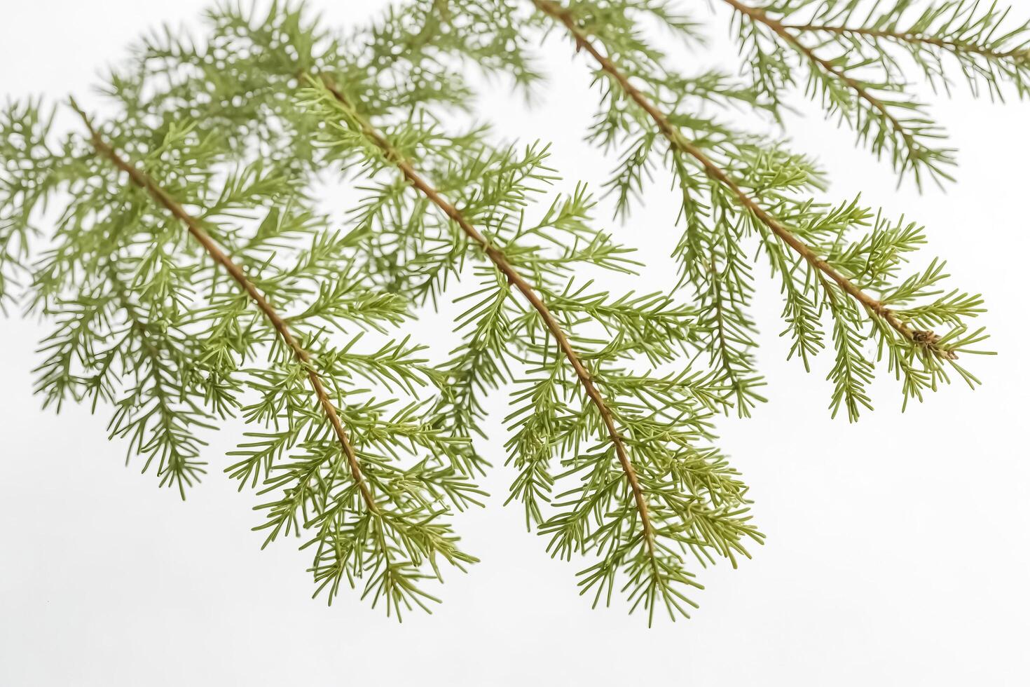 Pine branch isolated on white background photo