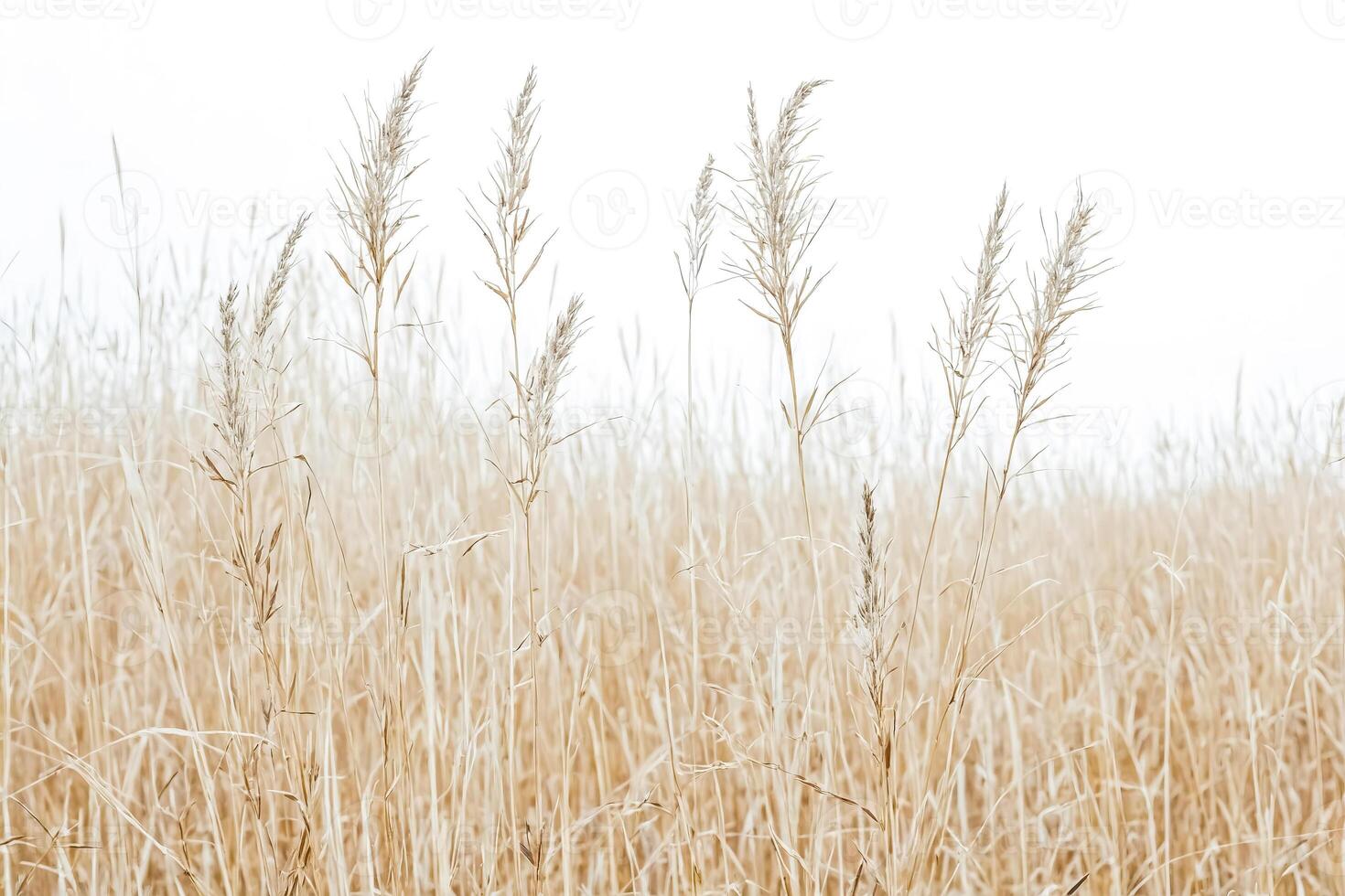 Tall Grasses in a Field photo