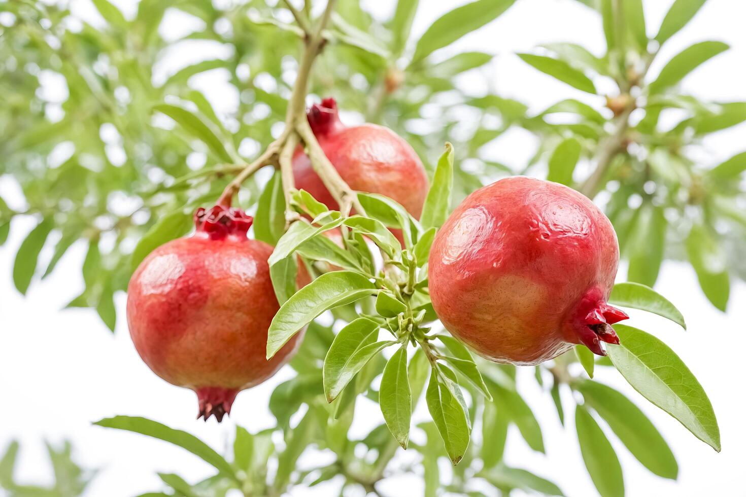 Ripe Pomegranates on a Tree Branch photo