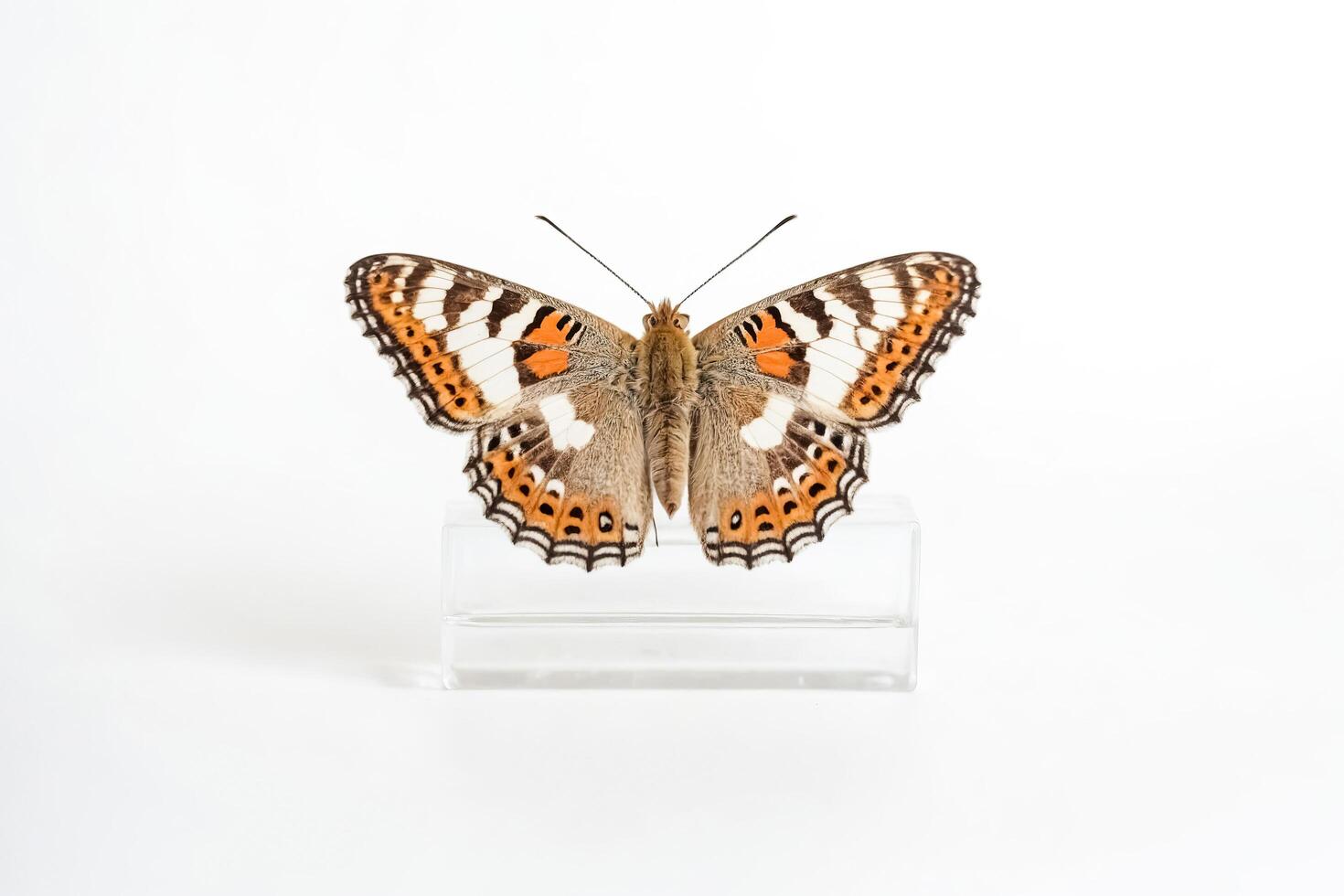 Close-up of a beautiful butterfly with orange and black markings photo