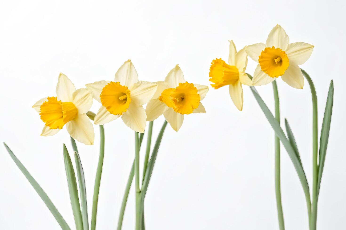 Yellow Narcissus Flowers Isolated on White Background photo