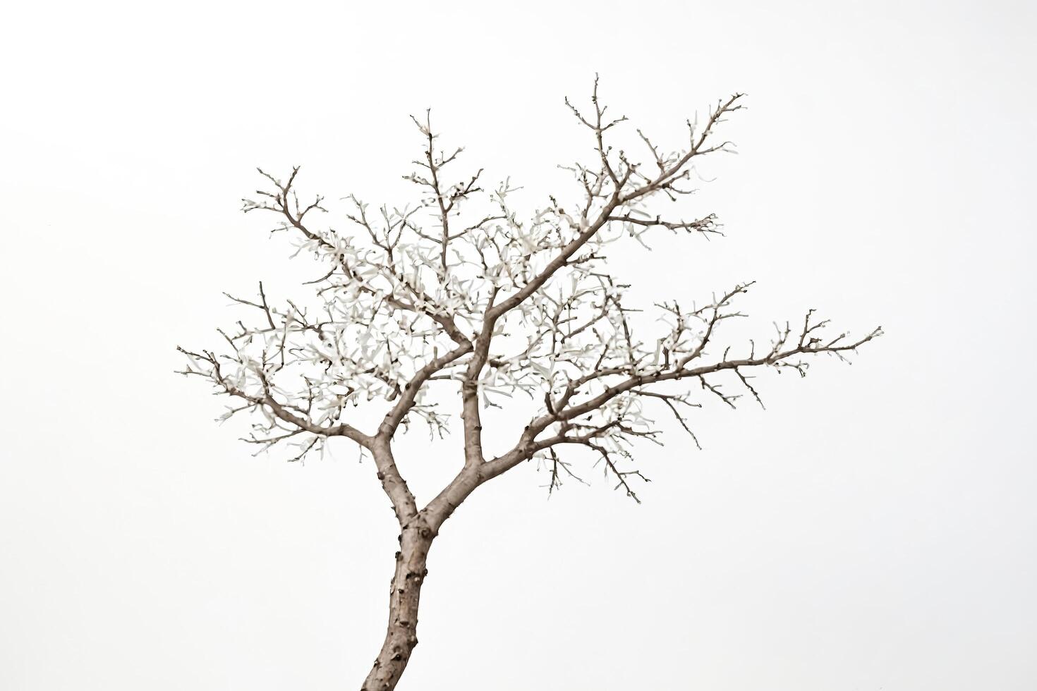 Bare Tree Branch Against White Background photo
