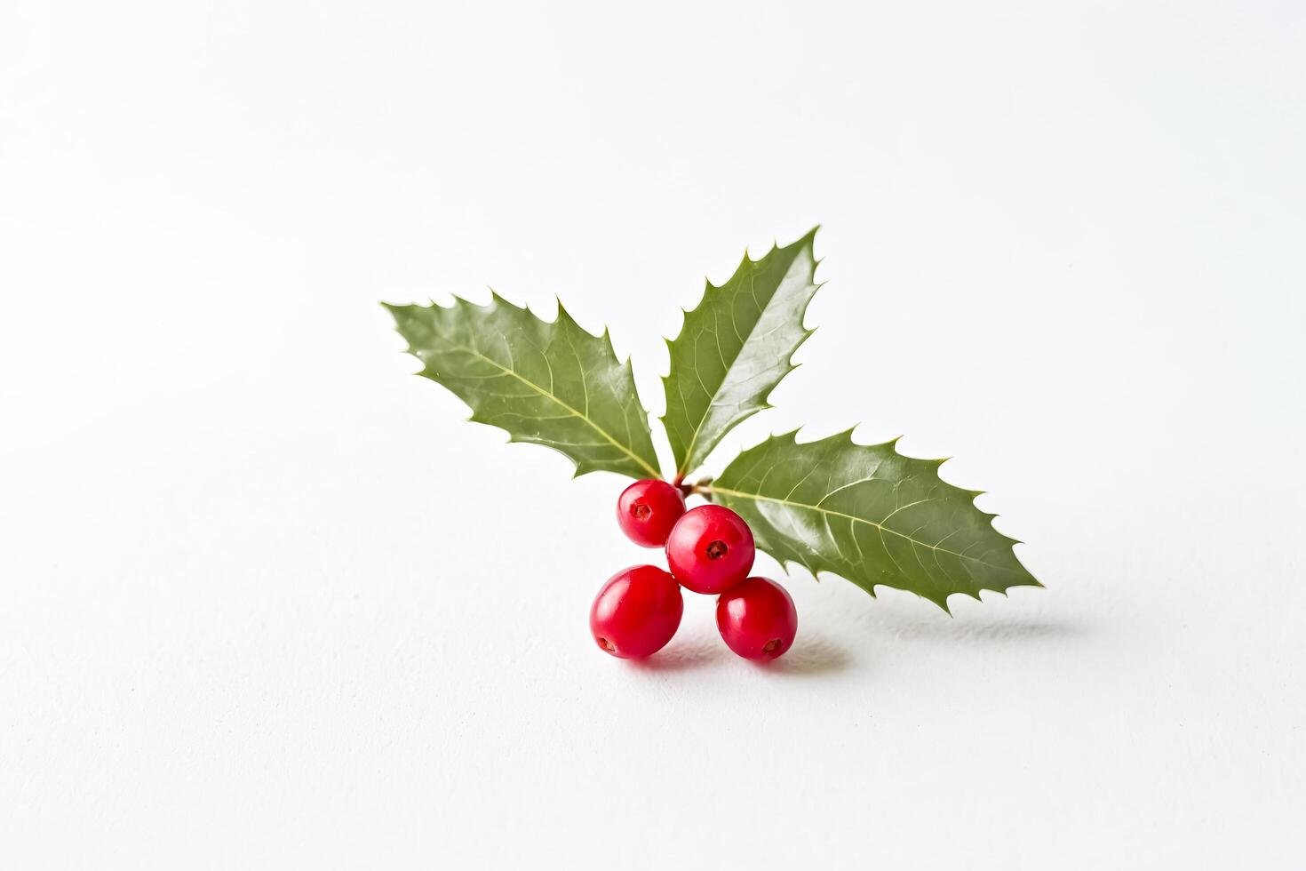 Holly Berries on White Background photo