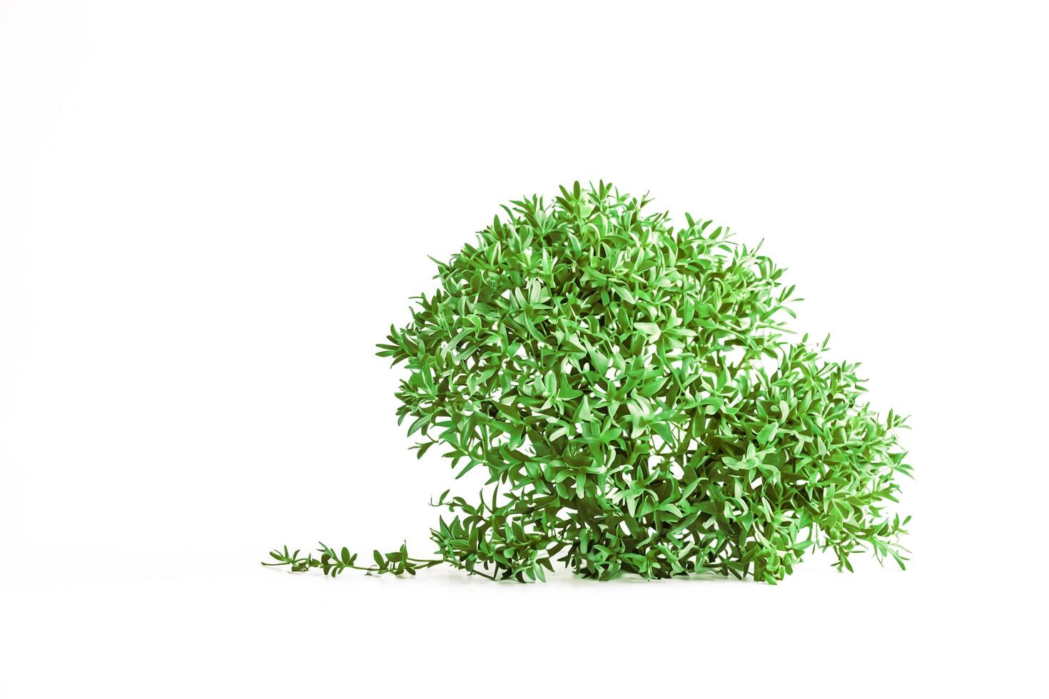 Green bush isolated on white background photo