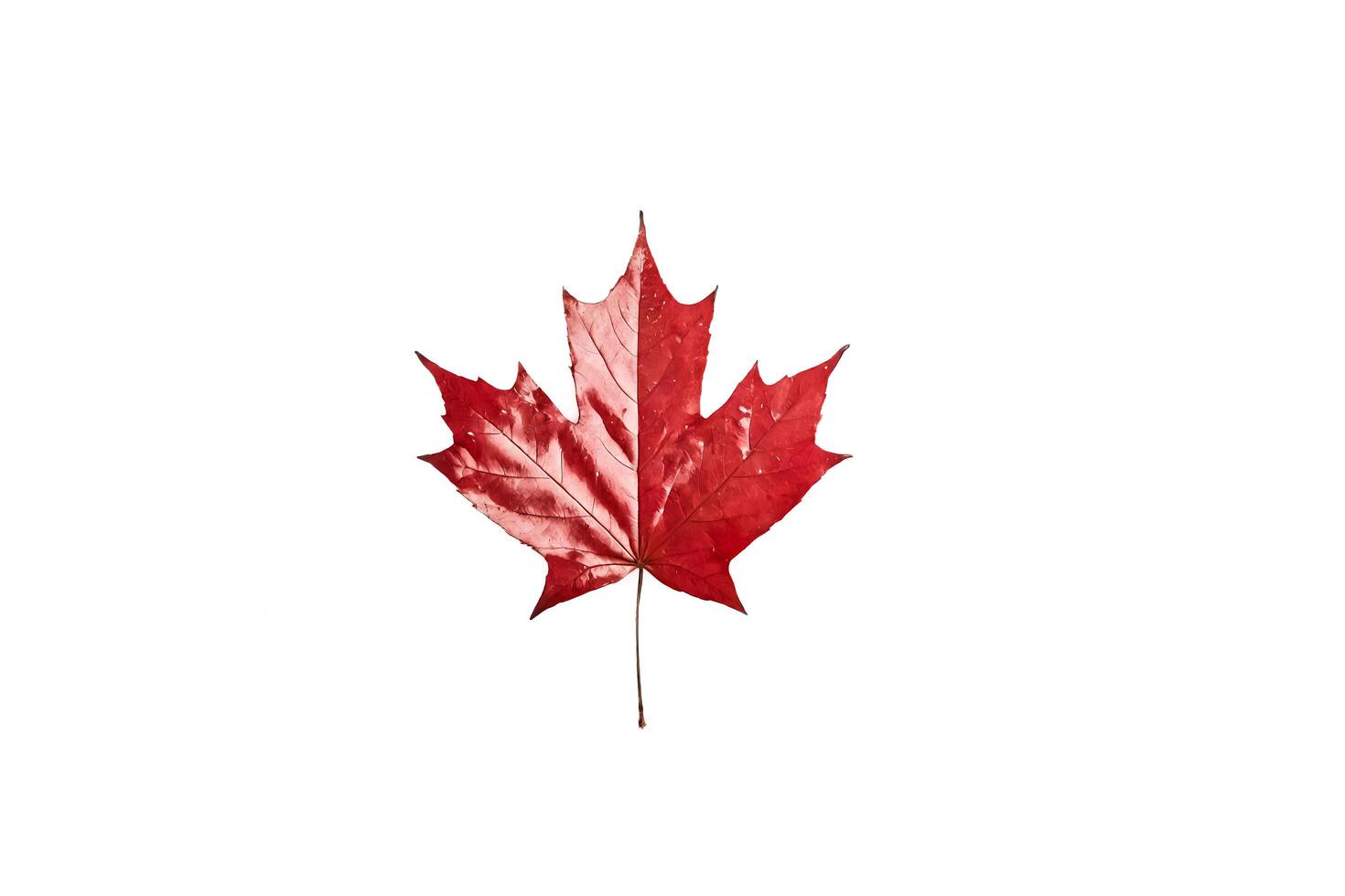 Single Red Maple Leaf on White Background photo