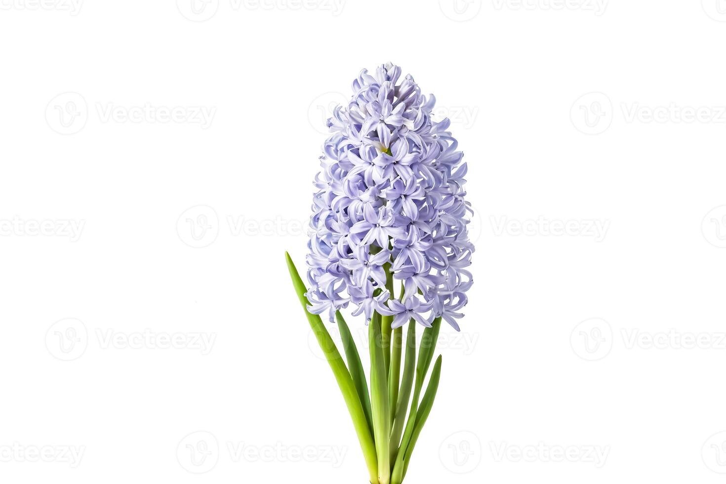 Close-up of a Single Purple Hyacinth Flower with Green Stems Isolated on a White Background photo