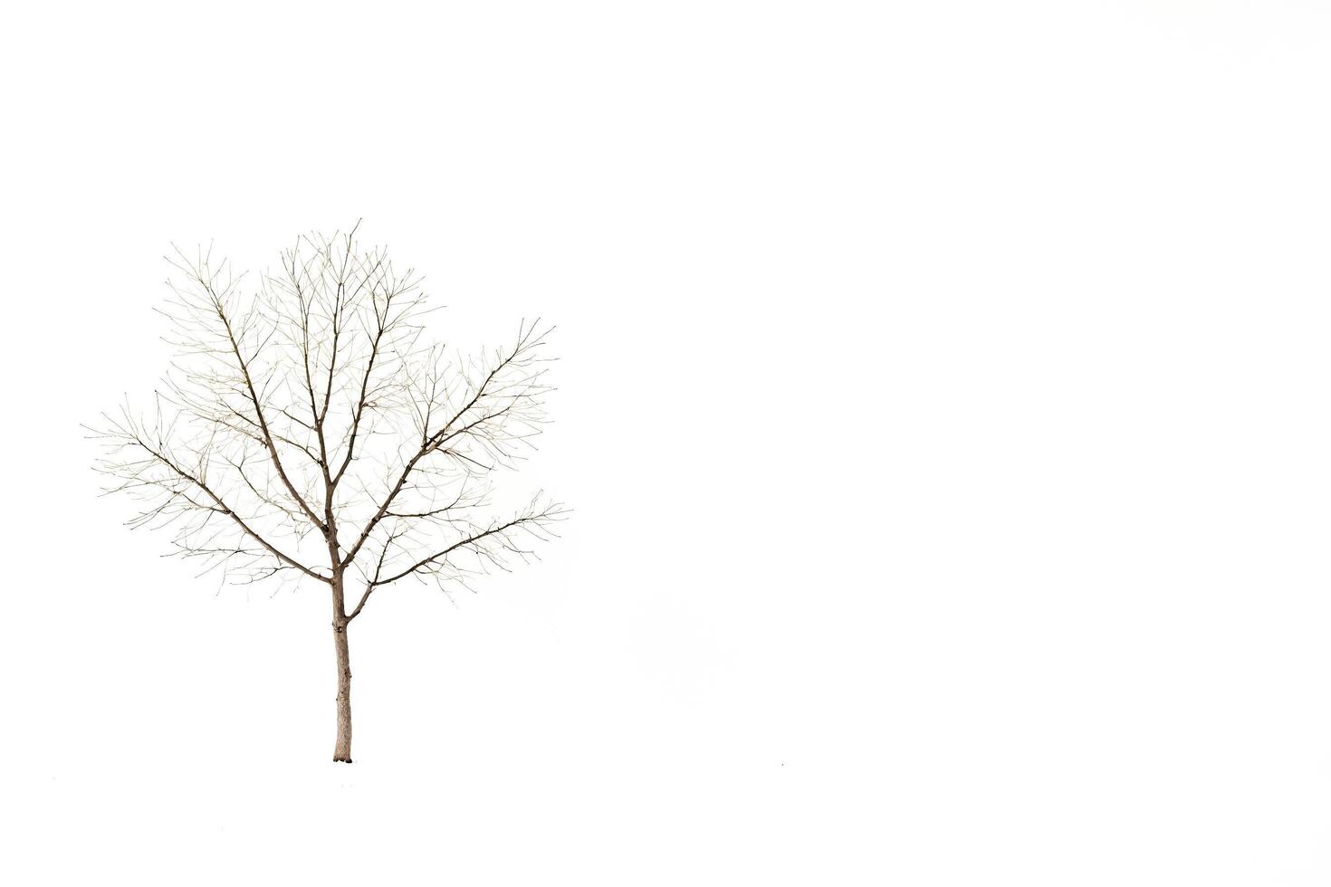 Bare Tree in a Snowy Field photo