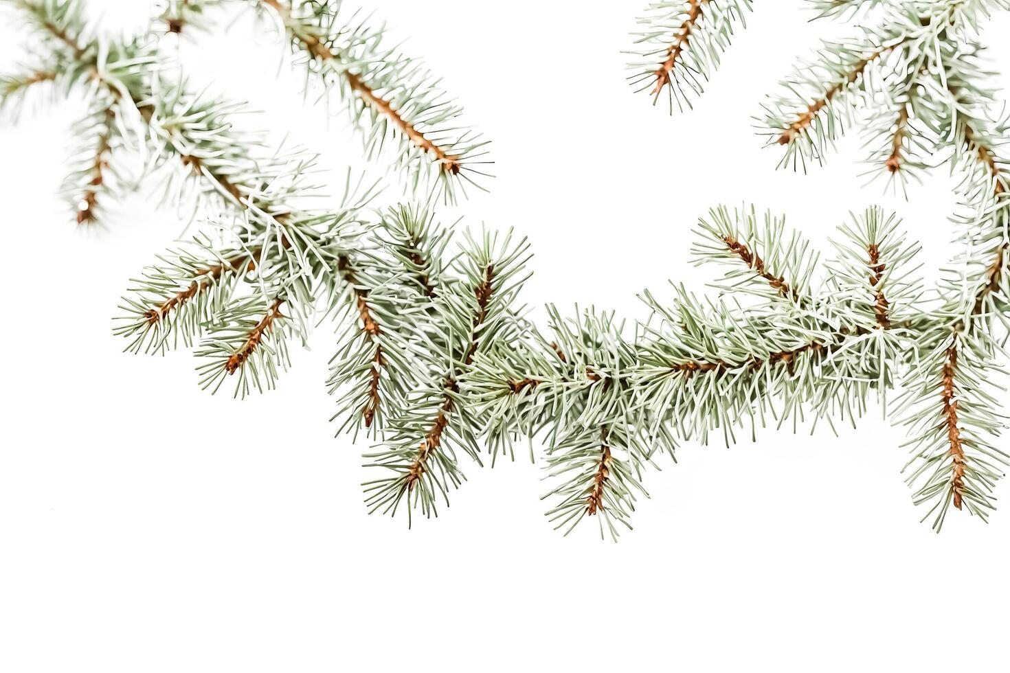 Pine branches isolated on white background photo