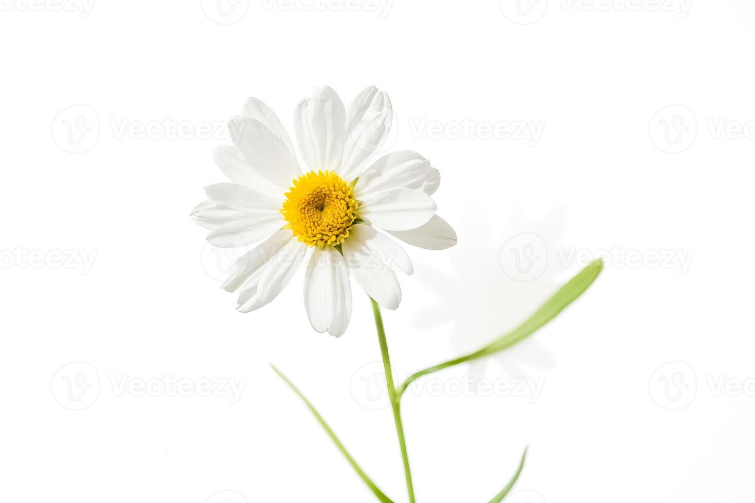 White Daisy Flower with Yellow Center on White Background photo