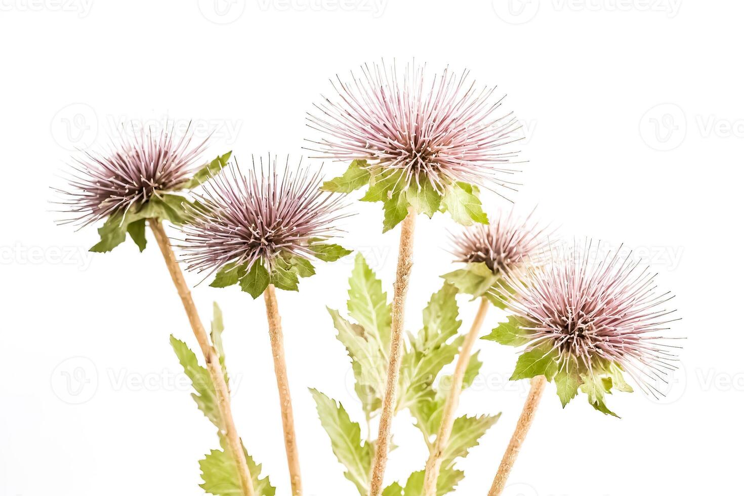 Closeup of Pink Thistle Flowers with White Background photo