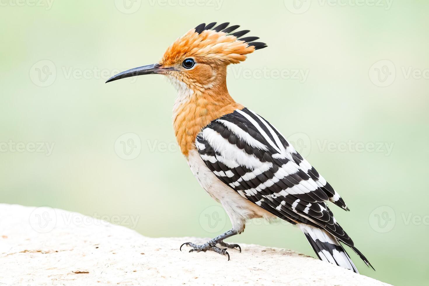 Hoopoe Bird Perched on a Rock with a Green Blurred Background photo