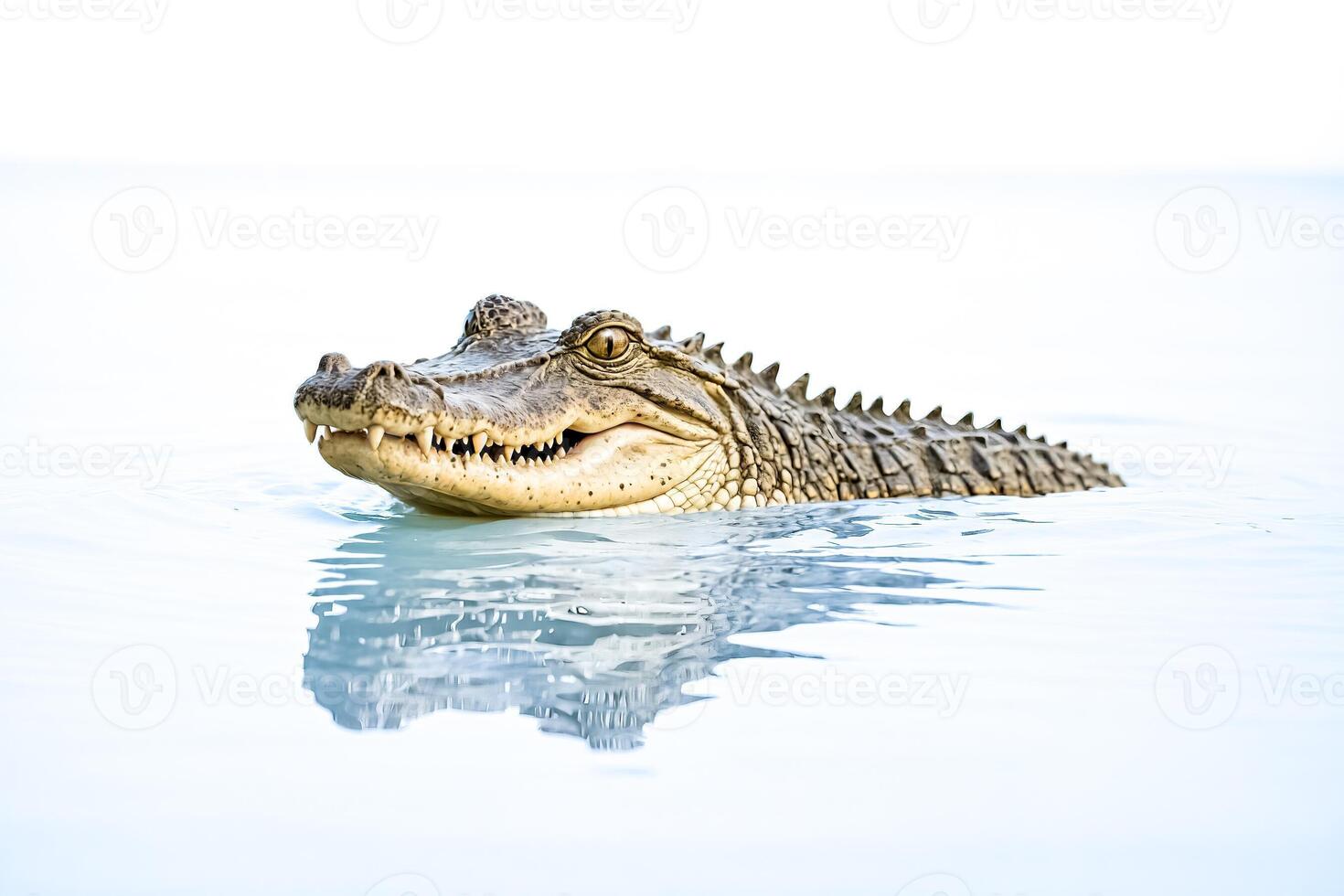 Alligator in the Water photo