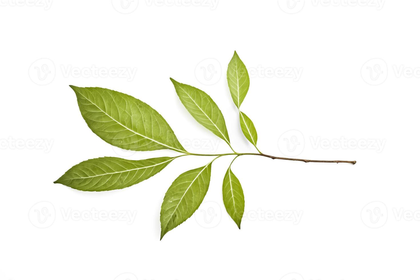Green Leaf Twig photo
