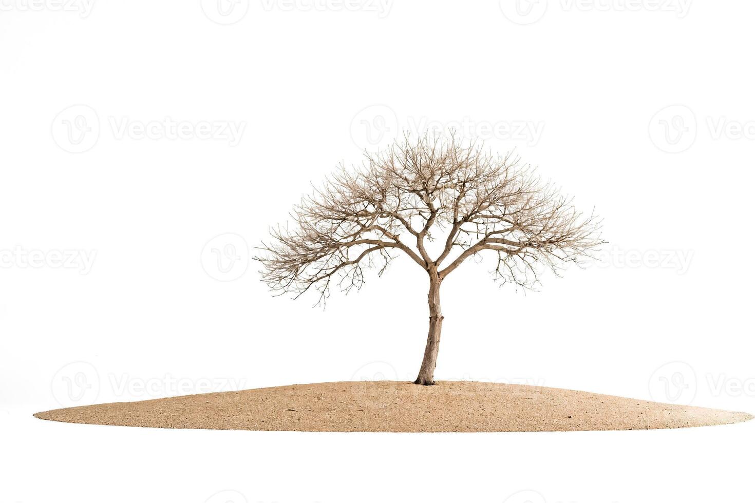Lone Tree on a Sand Dune photo