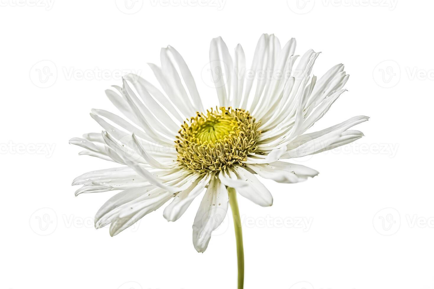 Single White Daisy Flower Isolated on White Background photo