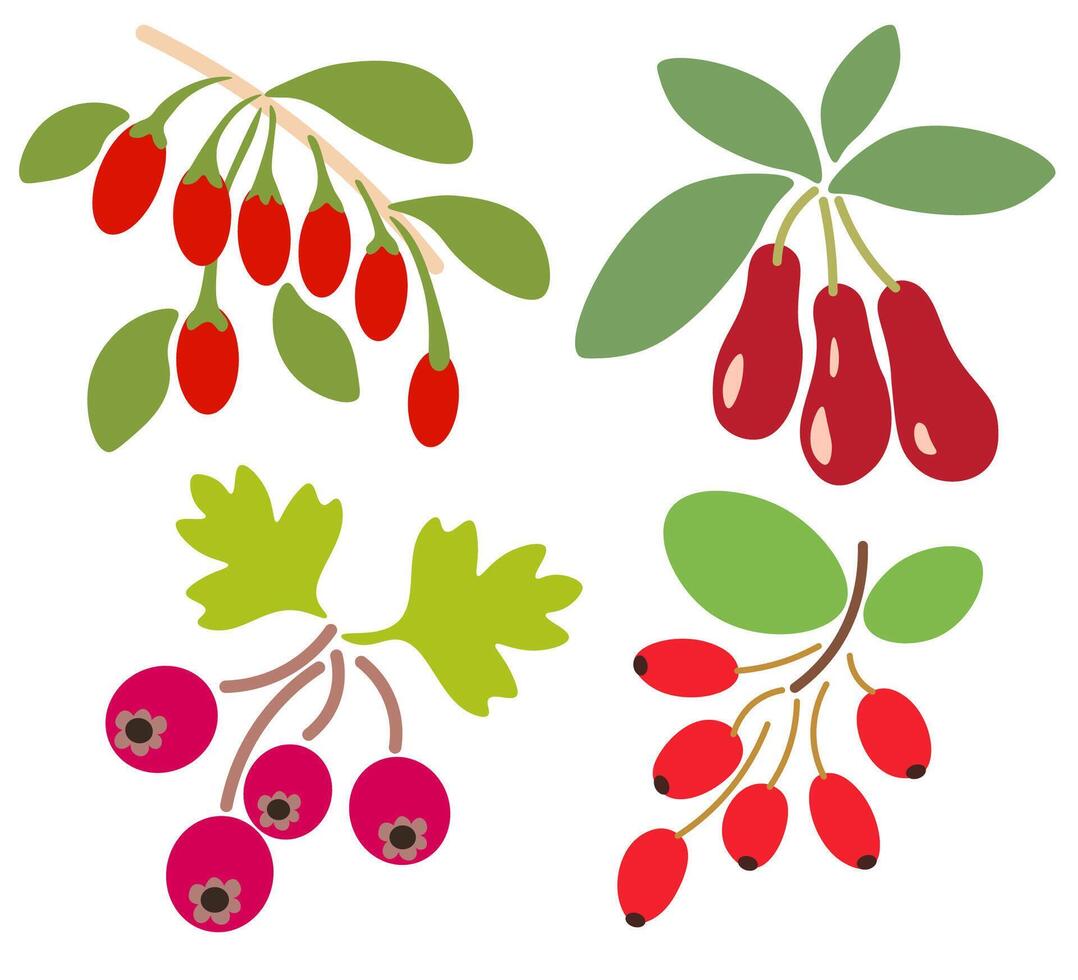 shape fruits set vector