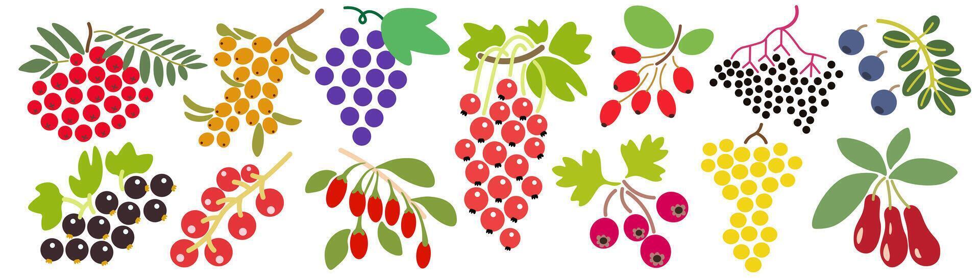 shape fruits set vector