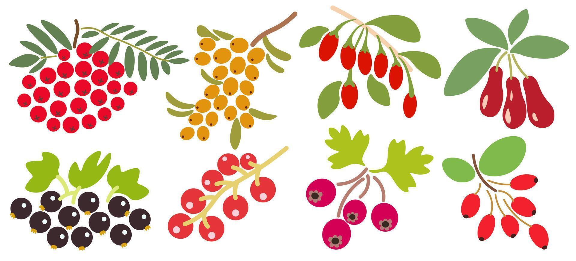 shape fruits set vector
