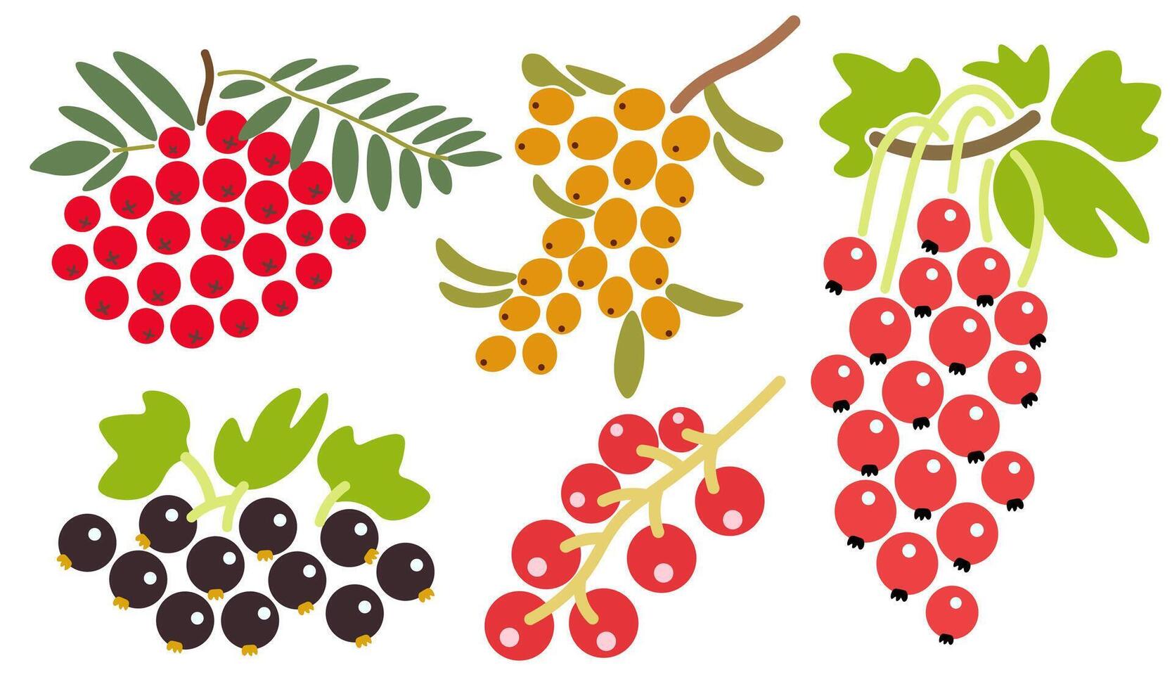 shape fruits set vector