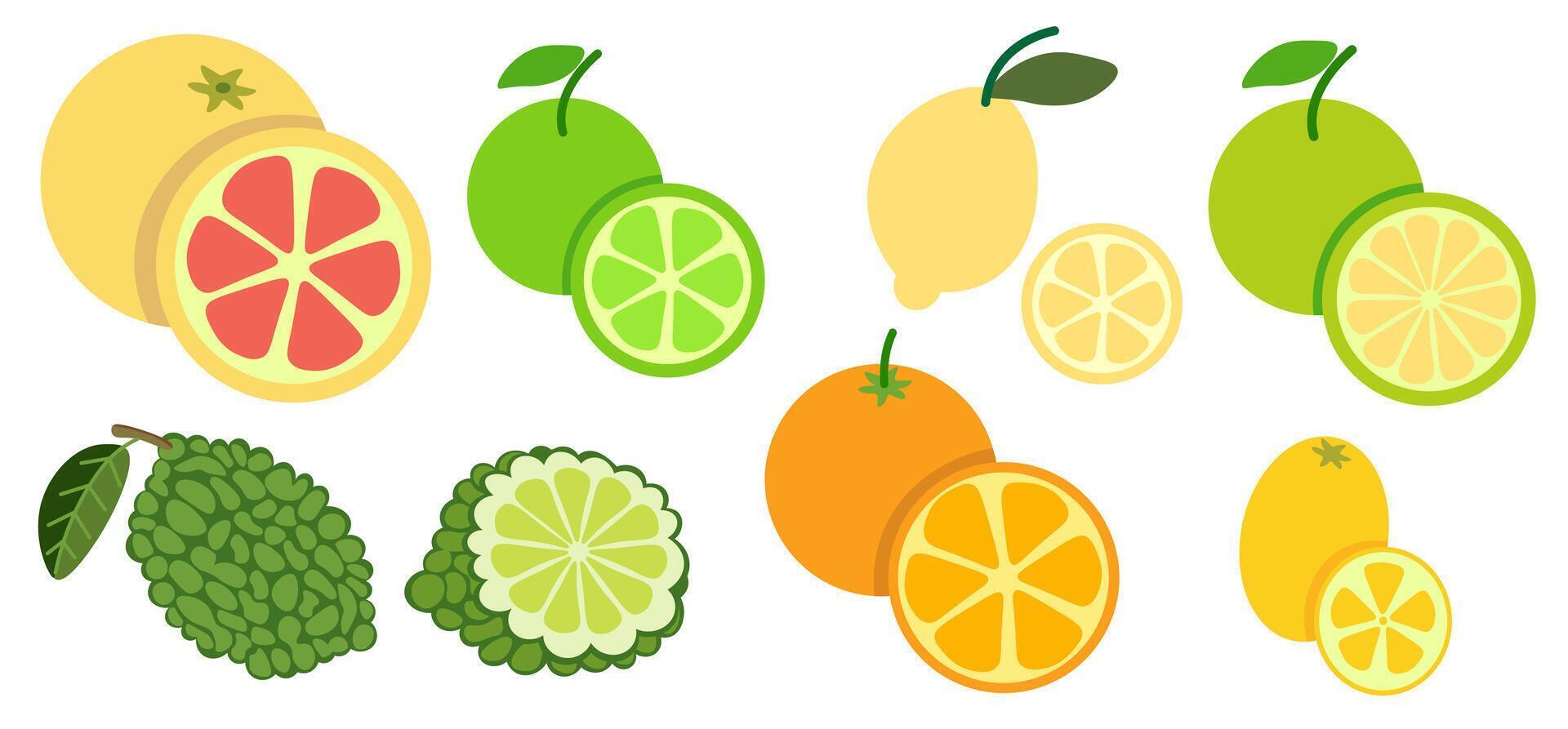 shape fruits set vector