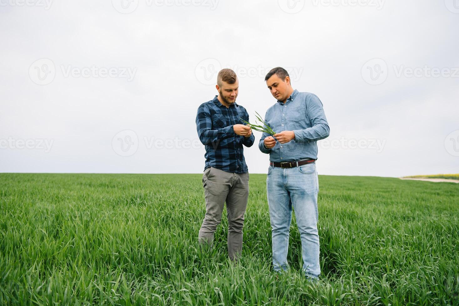 Two farmer standing in a wheat field with green wheat in hands., they are examining corp. Young handsome agronomist. Agribusiness concept. agricultural engineer standing in a wheat field. photo