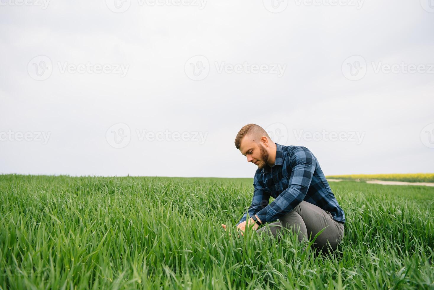 Agronomist with green wheat in hands. Field of wheat on background photo