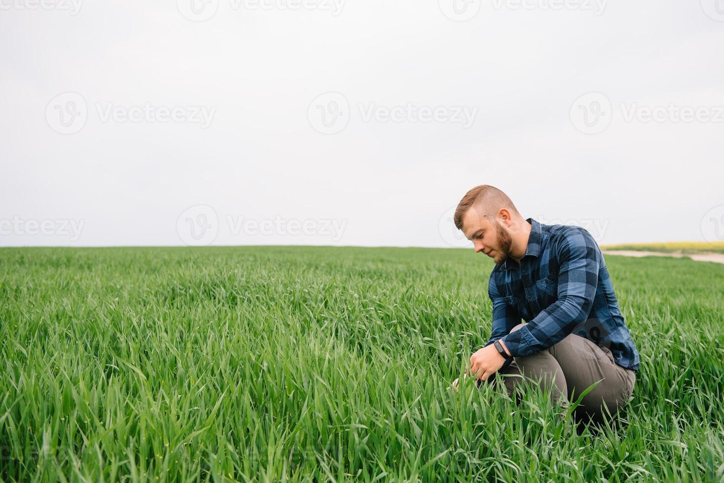 Agronomist with green wheat in hands. Field of wheat on background. photo