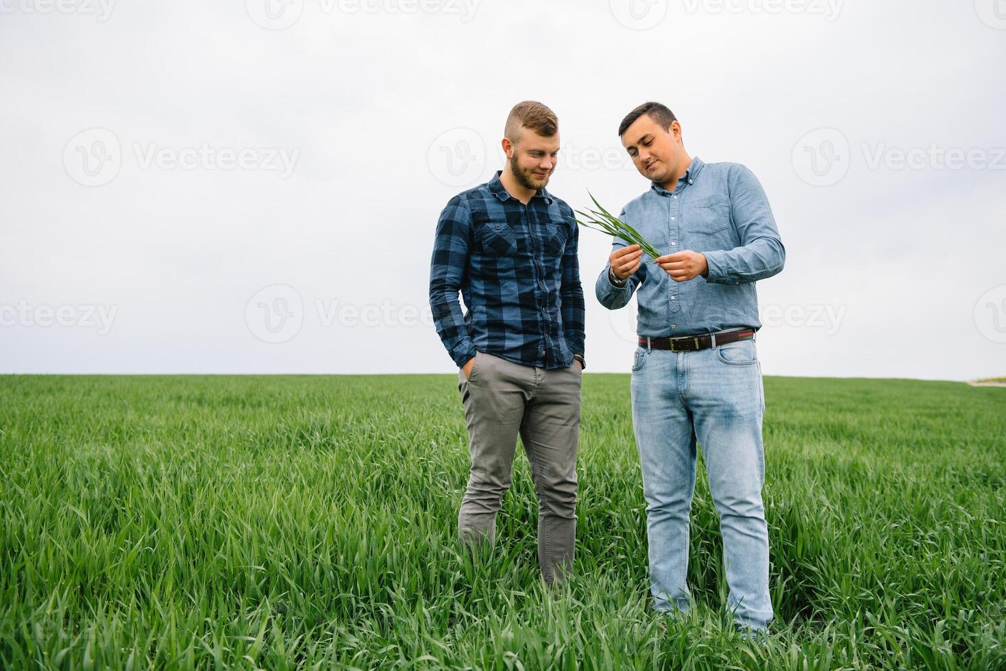 Two farmer standing in a wheat field with green wheat in hands., they are examining corp. Young handsome agronomist. Agribusiness concept. agricultural engineer standing in a wheat field. photo