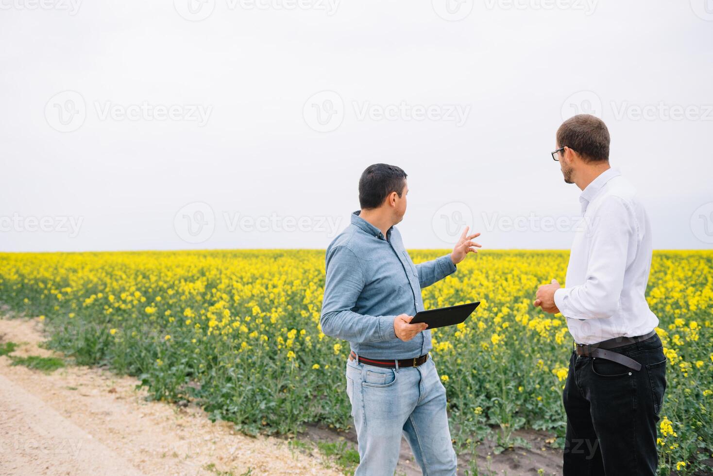 Two farmer standing in a rape field and looking at tablet, they are examining corp. Young handsome agronomist. Agribusiness concept. agricultural engineer standing in a rape field. photo