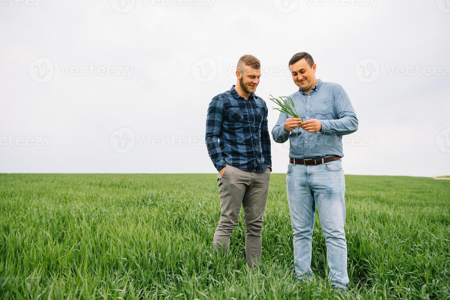 Two farmer standing in a wheat field with green wheat in hands., they are examining corp. Young handsome agronomist. Agribusiness concept. agricultural engineer standing in a wheat field. photo