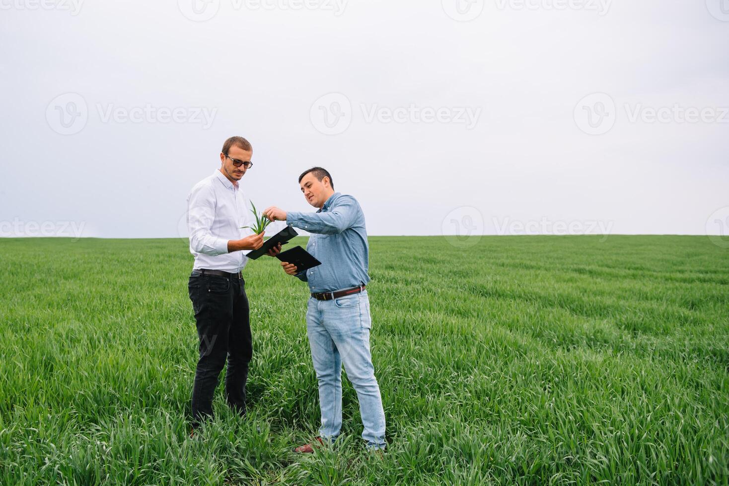 Two farmer standing in a wheat field and looking at tablet, They are examining corp photo
