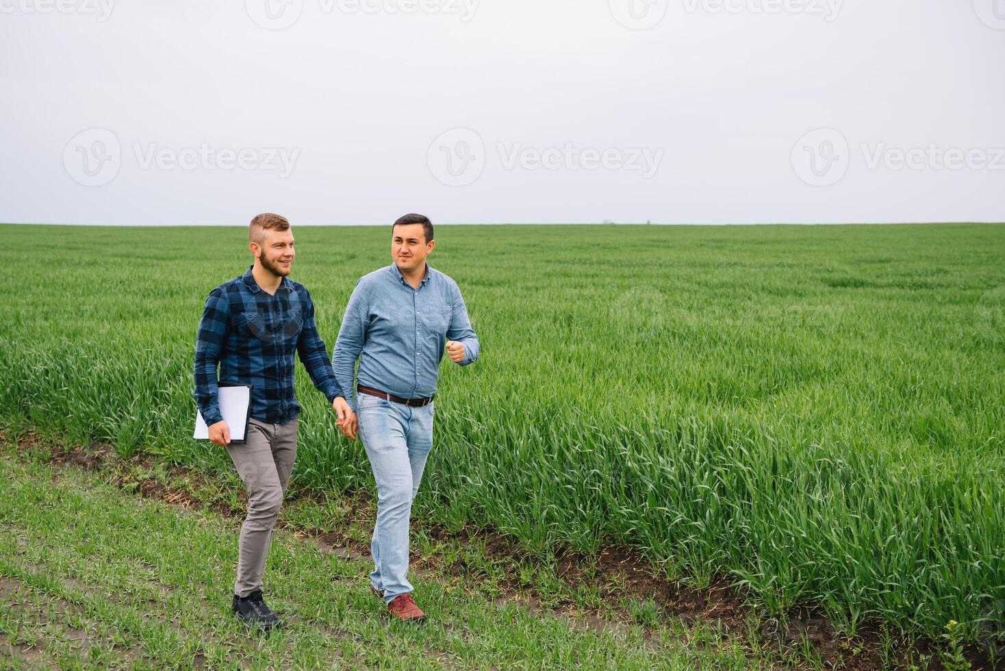Two farmers in a field examining wheat crop. photo