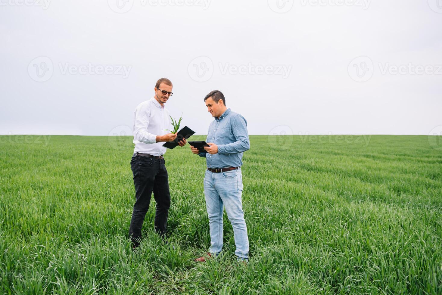 Two farmer standing in a wheat field and looking at tablet, They are examining corp photo