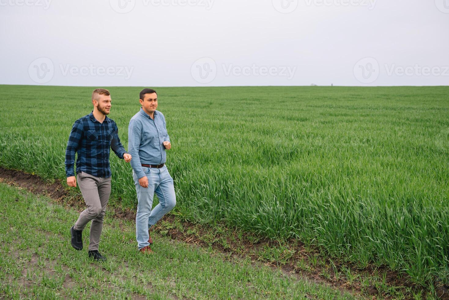 Two farmers in a field examining wheat crop. photo
