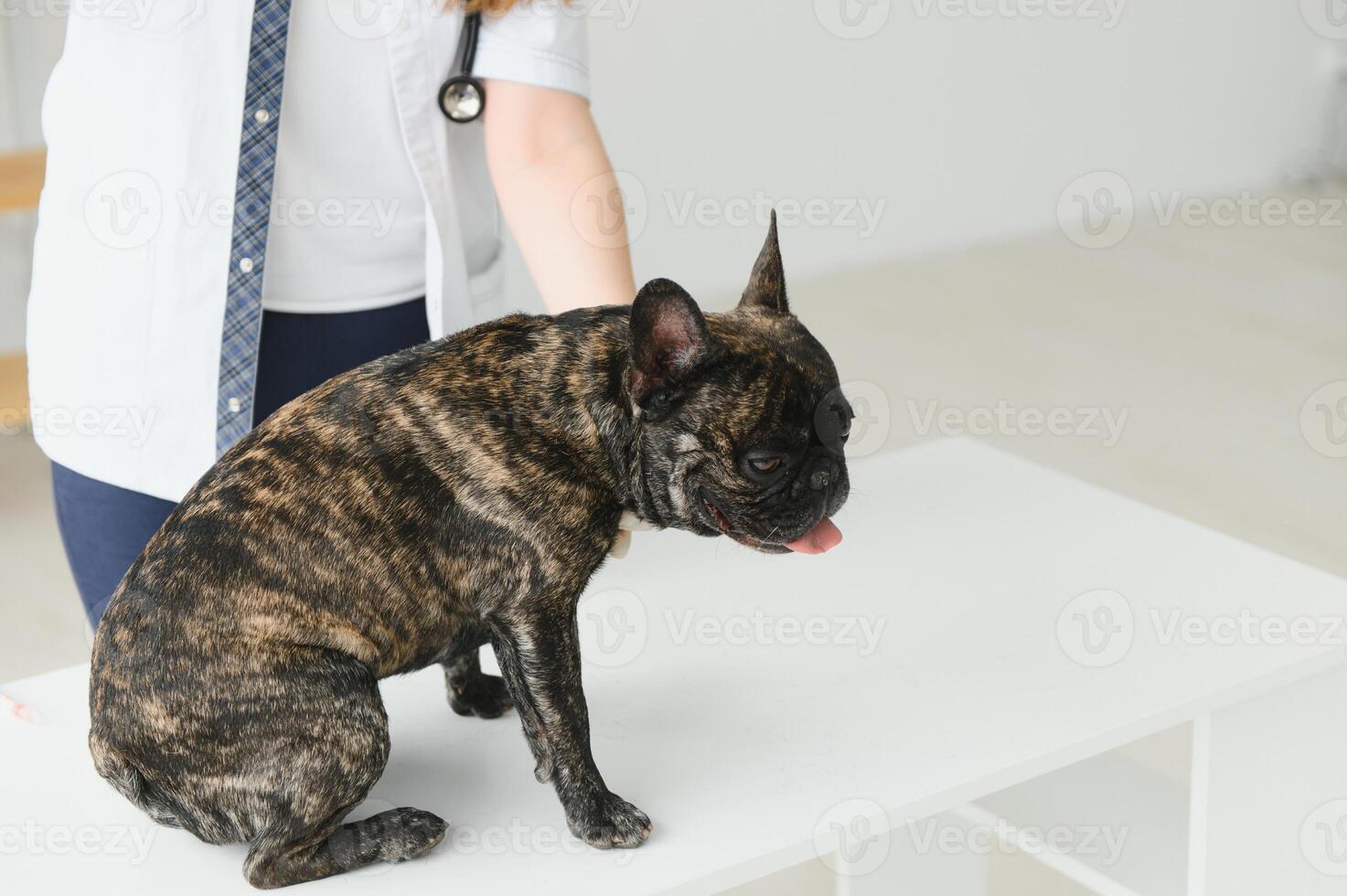 medicine, pet care and people concept - close up of french bulldog dog and veterinarian doctor hand at vet clinic. photo