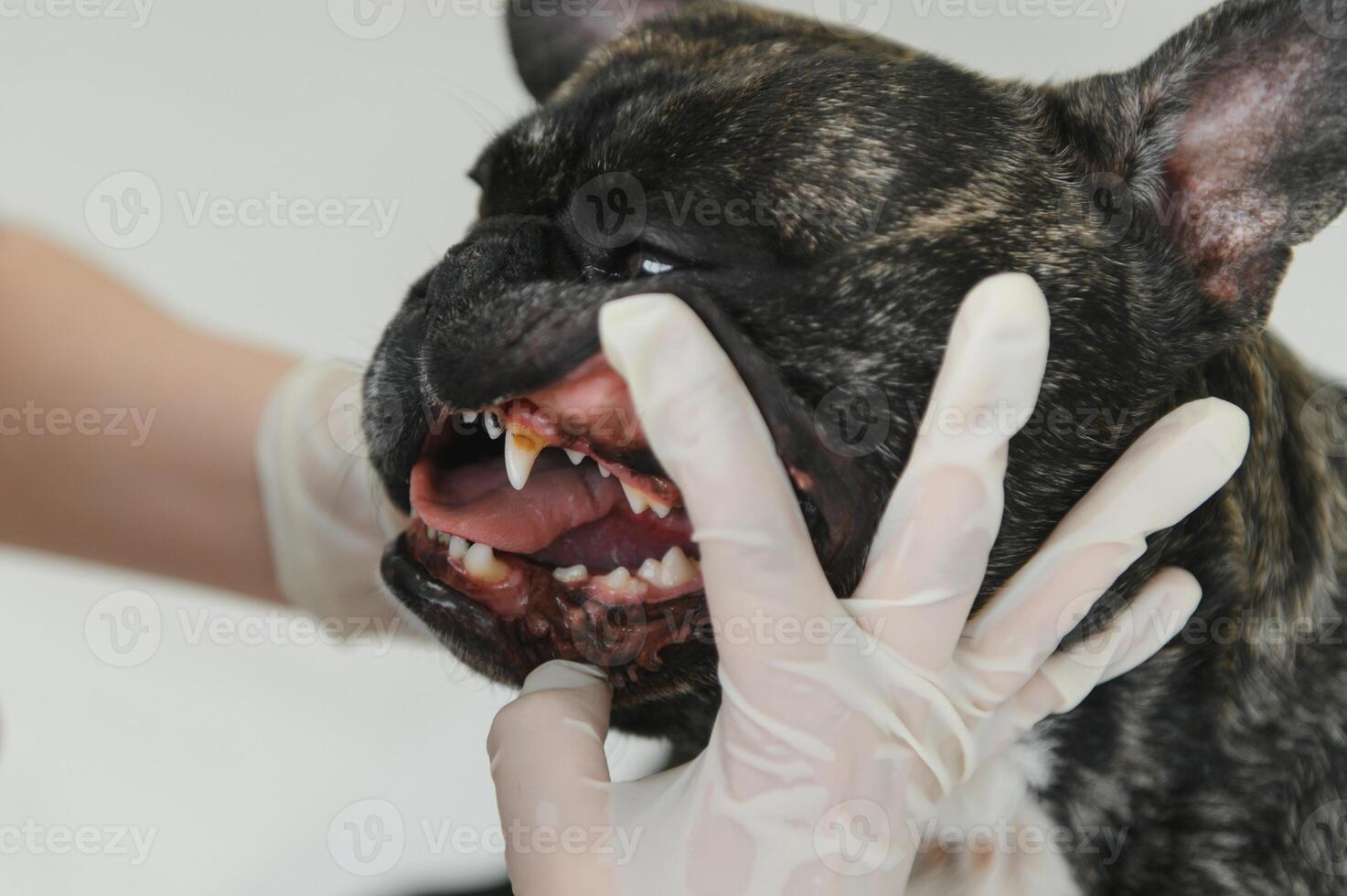 a veterinarian at the clinic examines a dog's teeth. French bulldog at the vet. photo