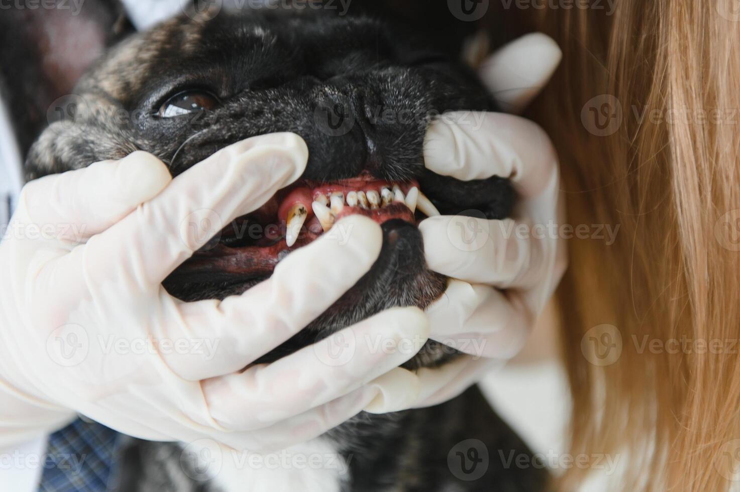 a veterinarian at the clinic examines a dog's teeth. French bulldog at the vet. photo