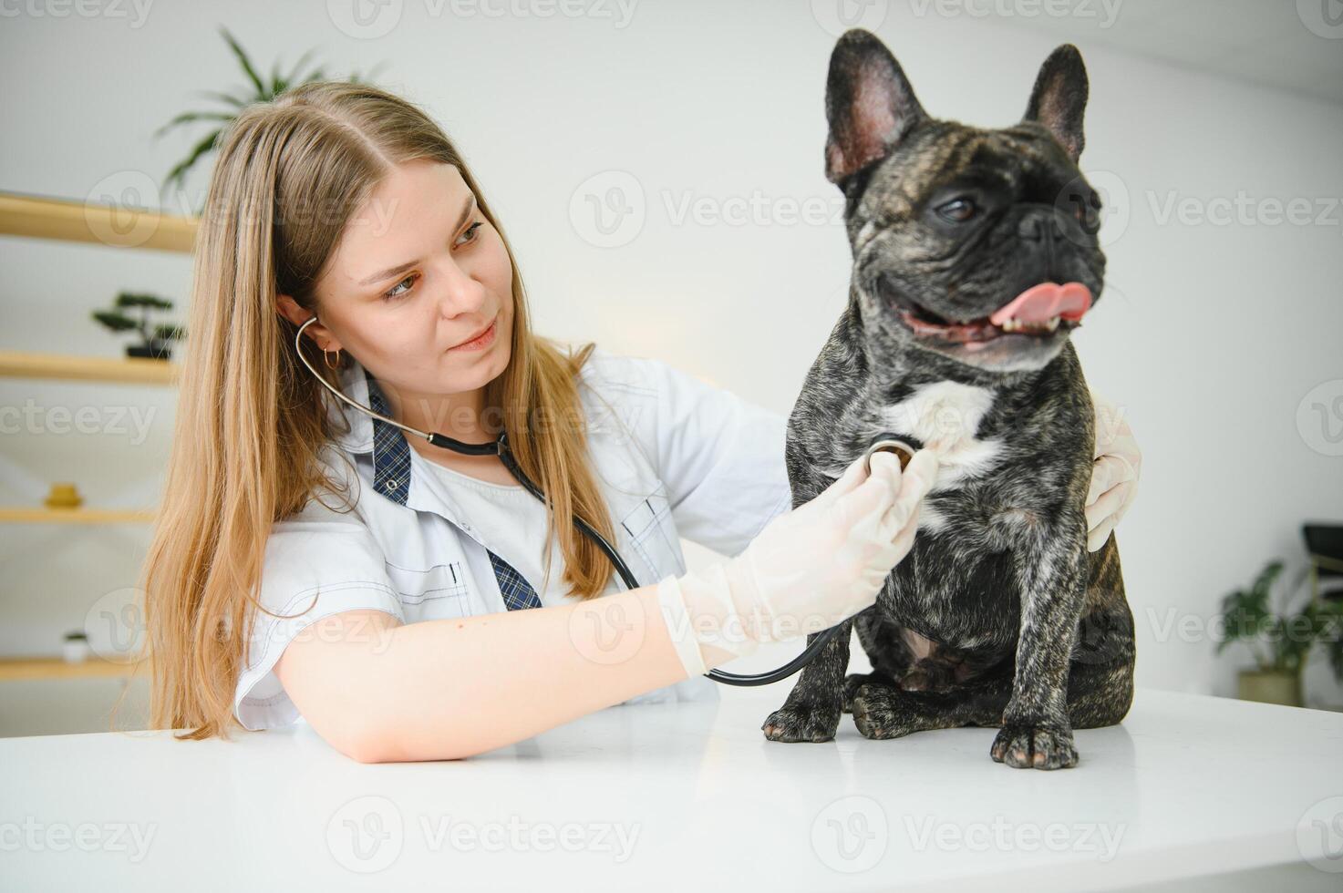 Female Vet Examining French Bulldog With Stethoscope. photo