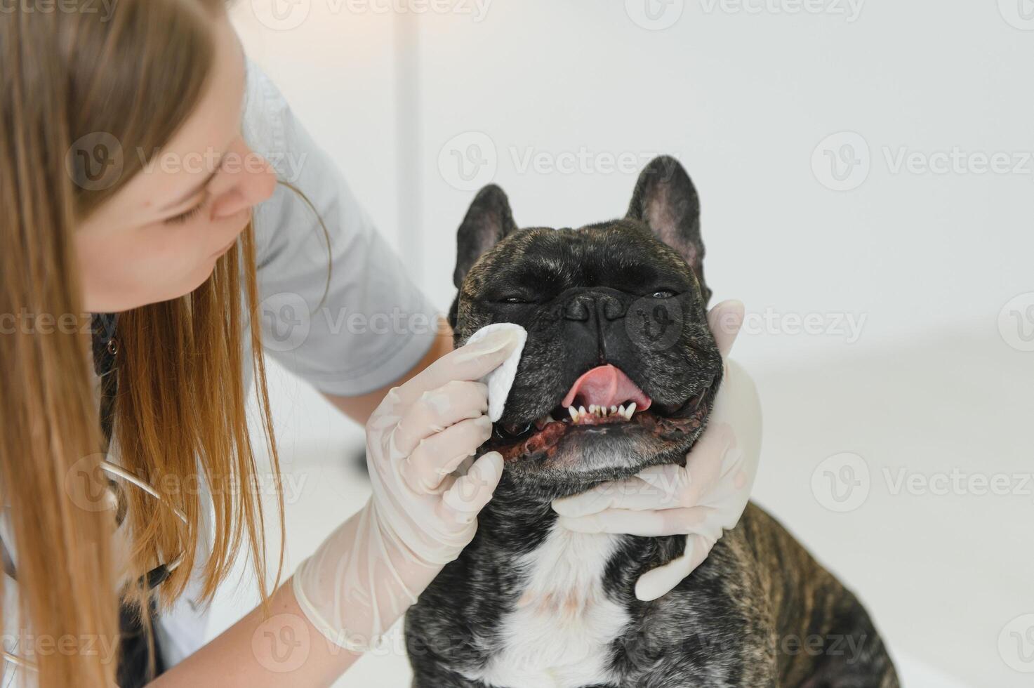 Veterinarian woman examines the dog and pet her. Animal healthcare hospital with professional pet help photo