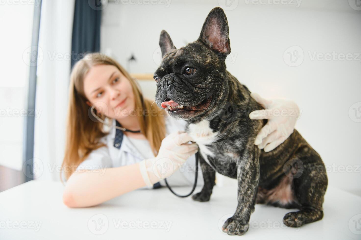 Veterinary by listening to a French bulldog dog in his clinic photo
