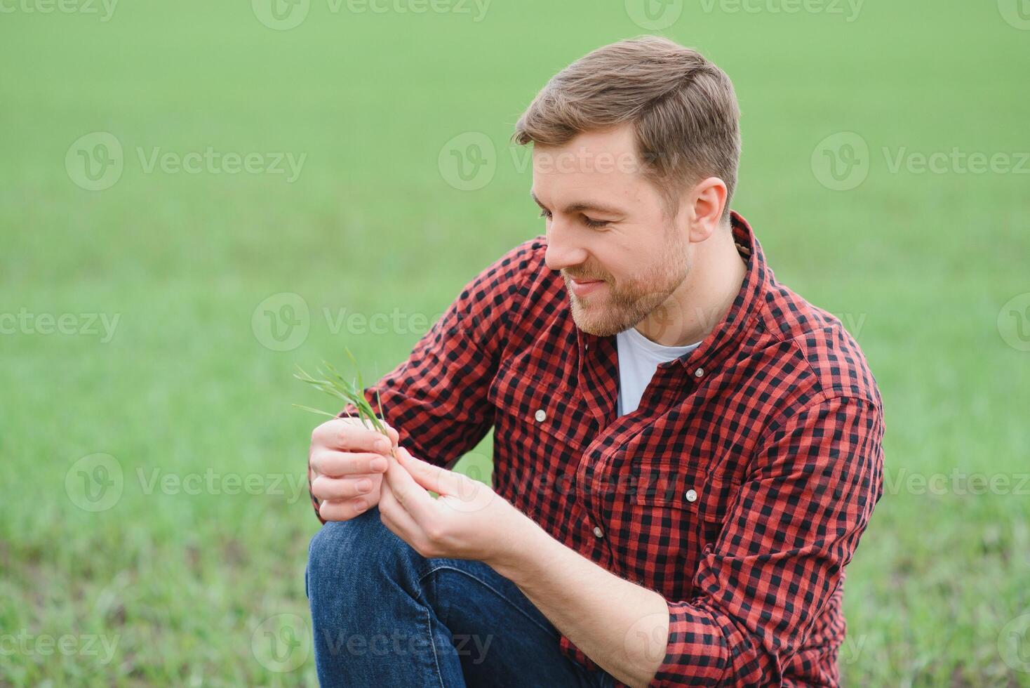 A young farmer inspects the quality of wheat sprouts in the field. The concept of agriculture photo