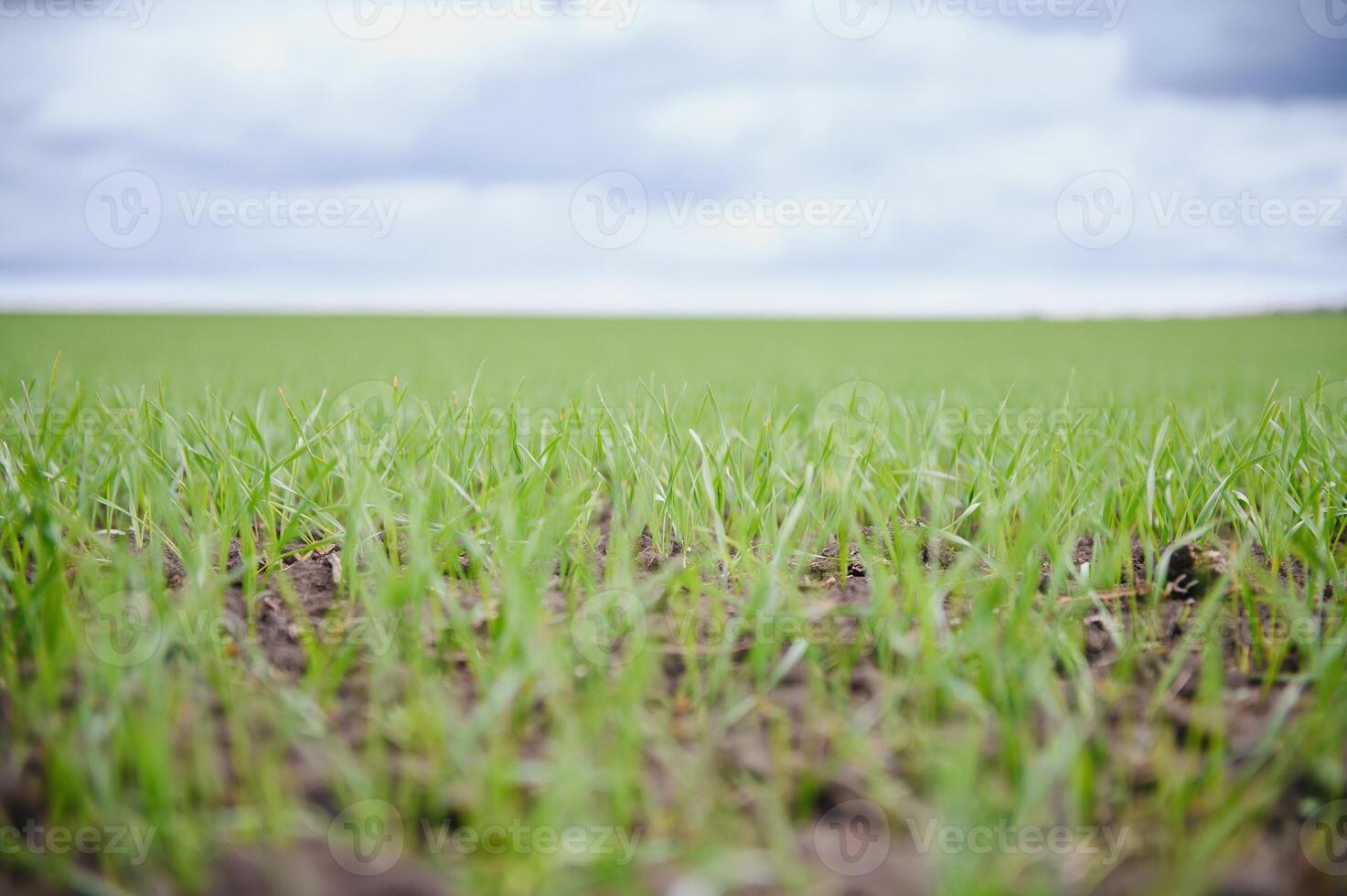 Sprouts of young barley or wheat that have just sprouted in the soil, dawn over a field with crops. photo