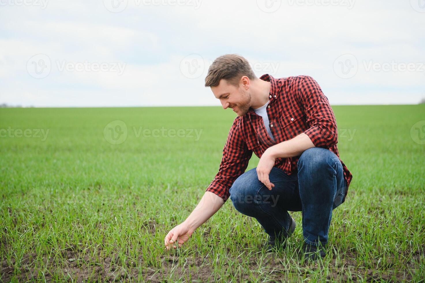 Farmer holds a harvest of the soil and young green wheat sprouts in his hands checking the quality of the new crop. Agronomist analysis the progress of the new seeding growth. Farming health concept photo