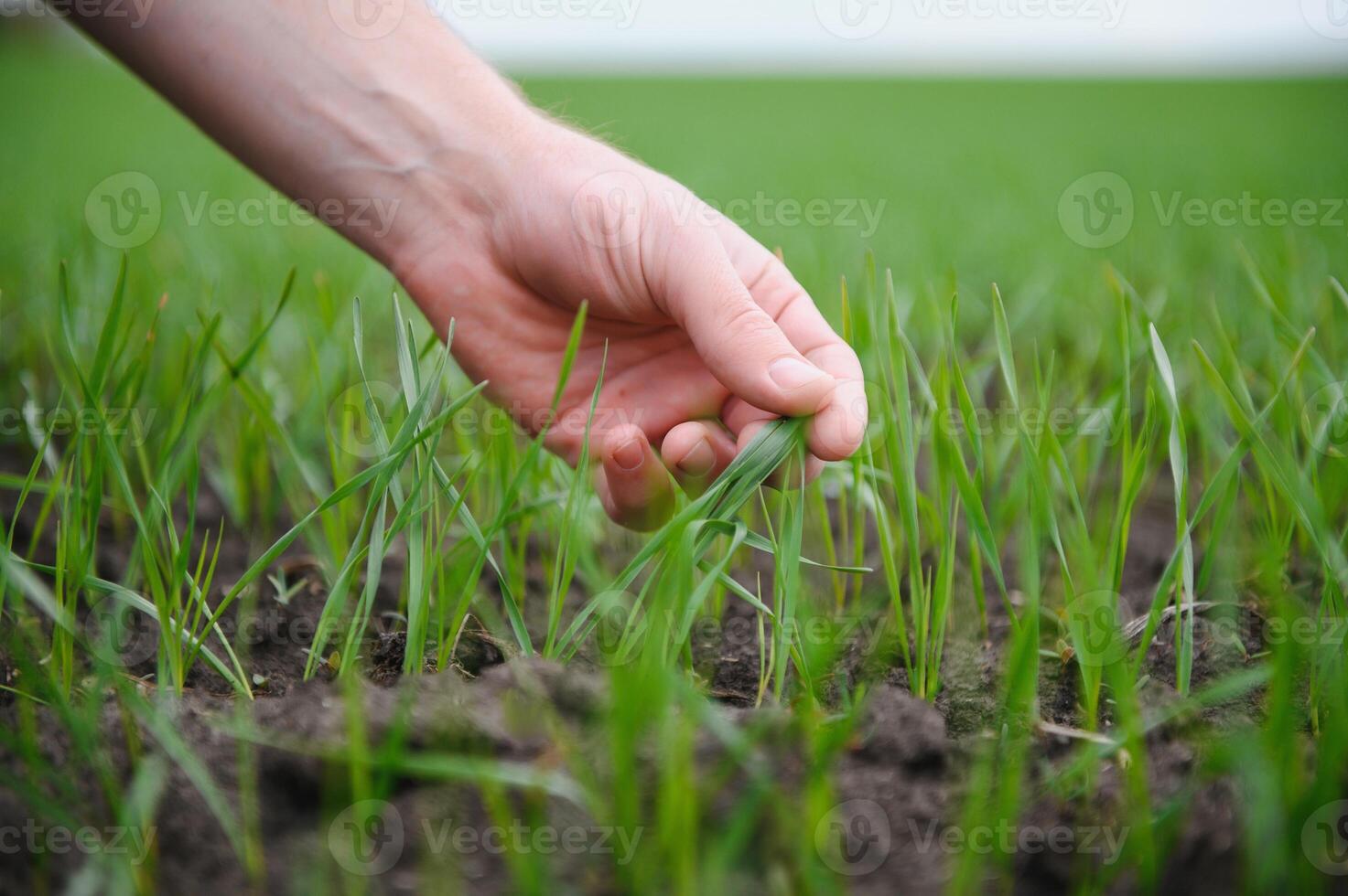 A young farmer inspects the quality of wheat sprouts in the field. The concept of agriculture photo